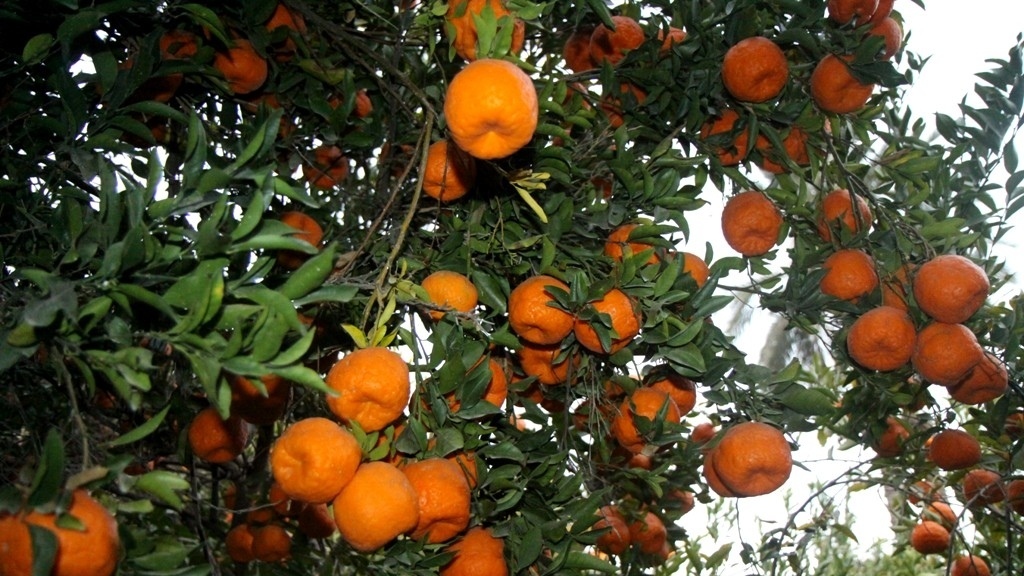 برداشت ۸۵ هزار تن نارنگی از باغ‌های هرمزگان آغاز شد