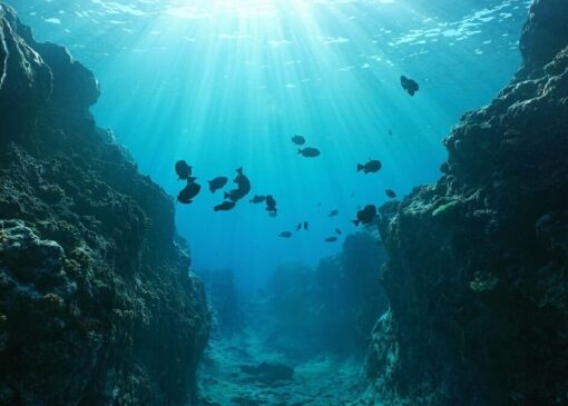 تشکیل کارگروه مشترک میان سازمان محیط‌زیست و صنعت نفت برای حفاظت از اکوسیستم‌های دریایی