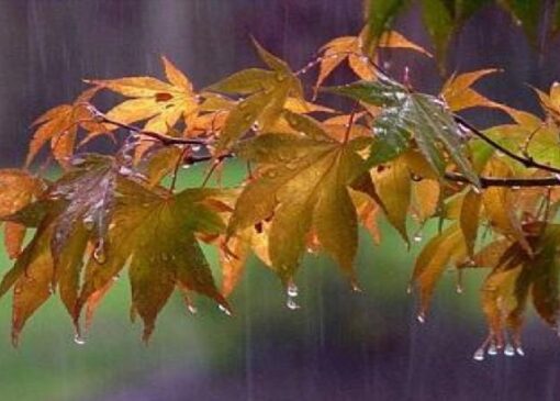 کاهش نسبی دمای هوای گیلان / بارش برف در ارتفاعات