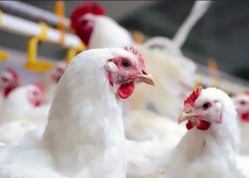 افزایش 6درصدی تولید گوشت مرغ در بیضاء