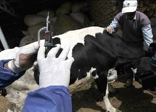 بیماری تب برفکی به ۹ هزار و ۸۰۰ راس دام خسارت وارد کرد+ فیلم