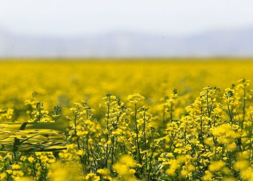 ۱۵۲۵ هکتار از اراضی کشاورزی قم زیر کشت کلزاست