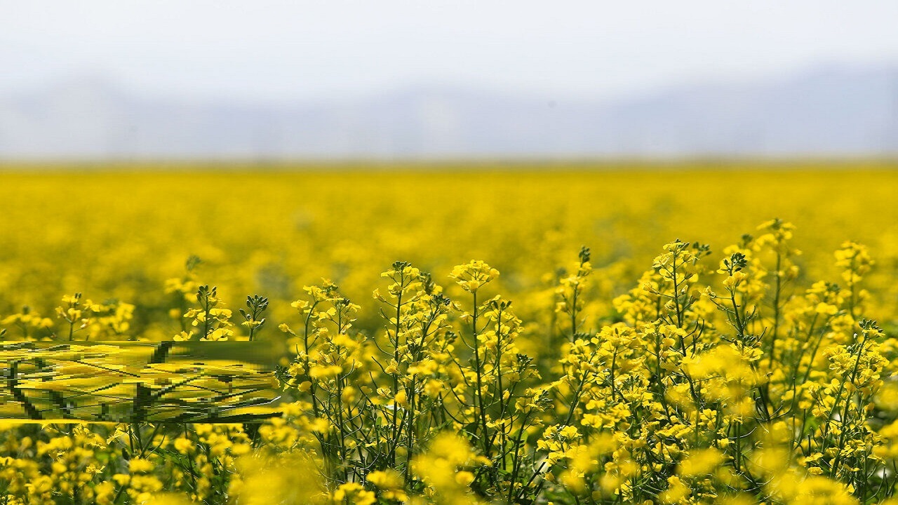 ۱۵۲۵ هکتار از اراضی کشاورزی قم زیر کشت کلزاست