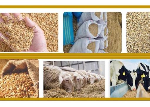 تقلب در فروش خوراک دام؛ فروشنده متقلب محکوم شد