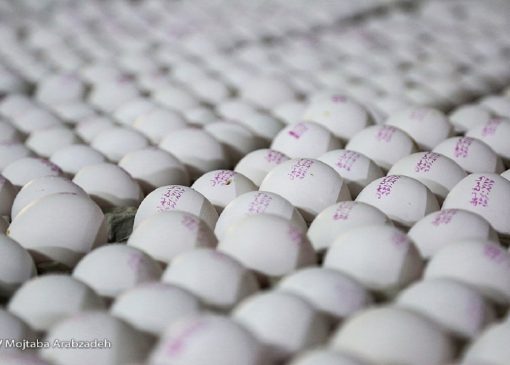 صادرات تخم مرغ از سرگرفته شد