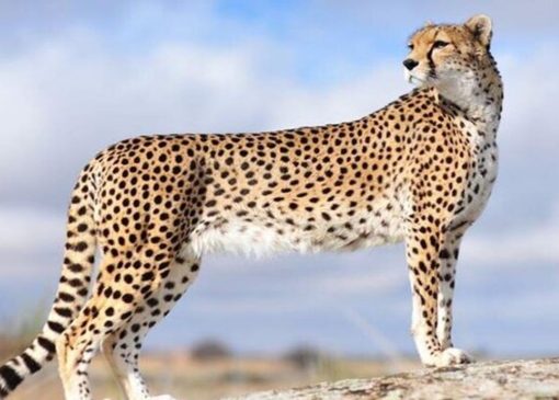 تعداد یوزهای ایرانی در طبیعت به ۲۷ قلاده رسید + فیلم