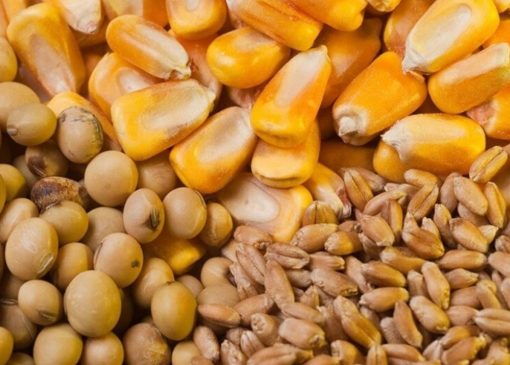 نگرانی برای تامین مرغ ایام ماه رمضان و نوروز نداریم/ارز ترجیحی گندم حذف نشده است