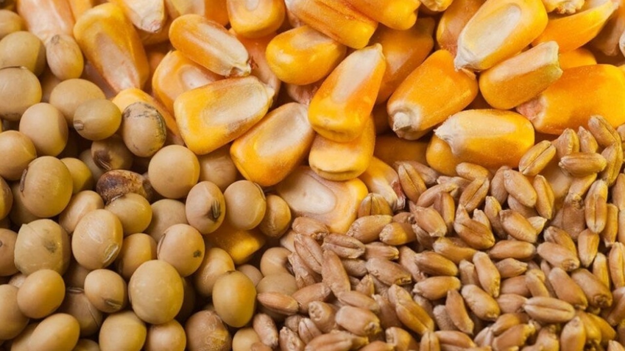 نگرانی برای تامین مرغ ایام ماه رمضان و نوروز نداریم/ارز ترجیحی گندم حذف نشده است