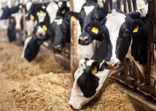 قیمت نهاده‌های دامی ۳ برابر افزایش یافت