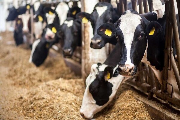 قیمت نهاده‌های دامی ۳ برابر افزایش یافت