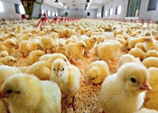 قیمت هر قطعه جوجه یکروزه به ۵ هزارتومان رسید+ فیلم