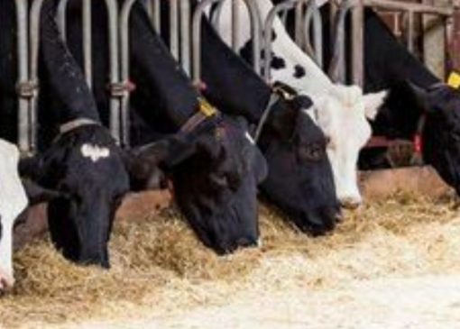 حفظ سرمایه دامی و افزایش بهره‌وری اولویت اصلی کشور است