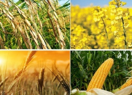 برخی محصولات آب بر در الگوی کشت جدید حذف می‌شود+ فیلم