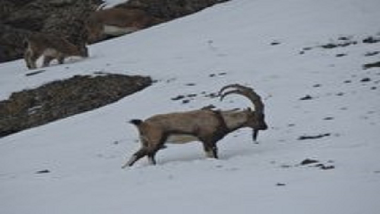 آغاز سرشماری زمستانه حیات وحش در البرز