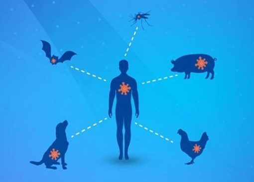 سه‌چهارم عفونت‌های نوظهور انسانی ریشه حیوانی دارند