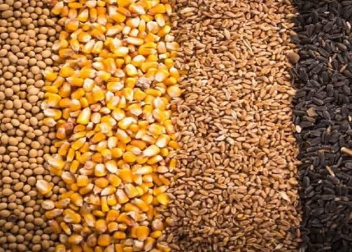 حمایت از دامداران در نکا؛ ۲ هزار و ۴۶۵ تن نهاده توزیع شد