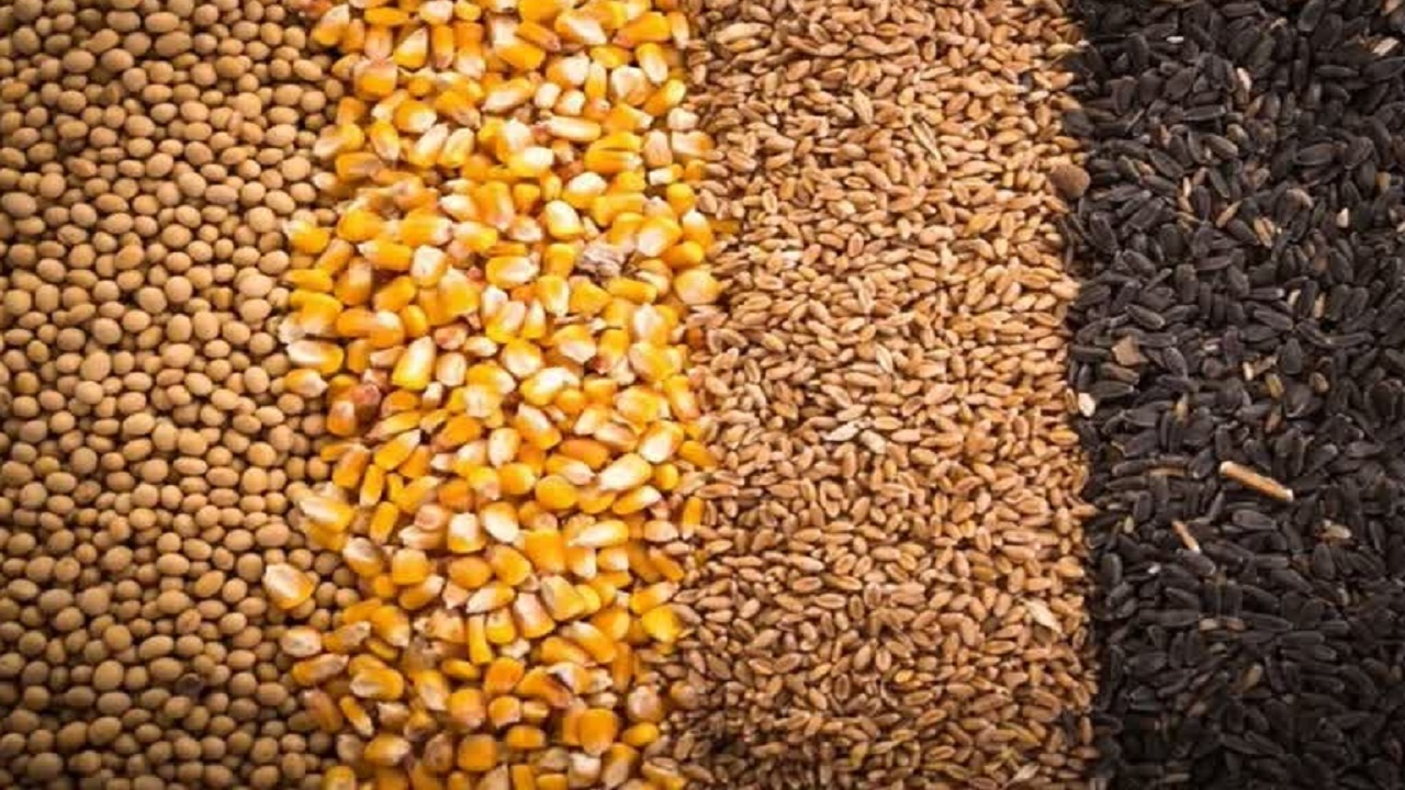 حمایت از دامداران در نکا؛ ۲ هزار و ۴۶۵ تن نهاده توزیع شد