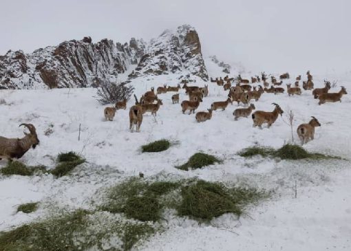 توزیع علوفه حیات وحش در منطقه حفاظت شده البرز جنوبی  