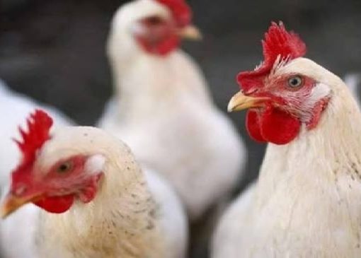 توزیع روزانه ۲۴۲ تن مرغ در لرستان