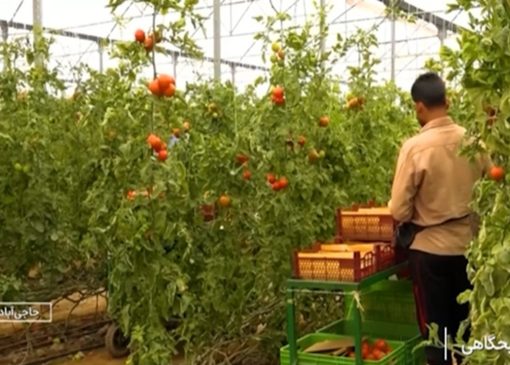 شهدادی، روستای گلخانه‌ای + فیلم