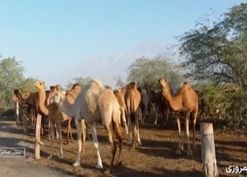 گنجینه‌ای در بیابان + فیلم