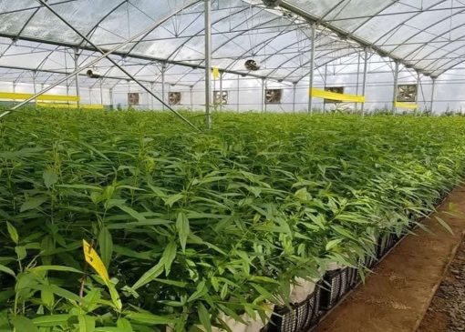 تولید سالانه ۷.۵ میلیون اصله نهال در استان البرز