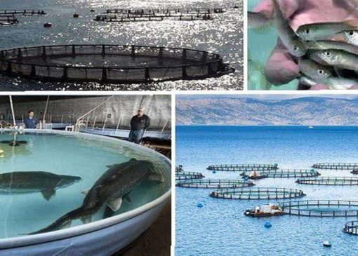 بهره برداری از ۲ طرح مهم آبریزی پروری در آذربایجان غربی