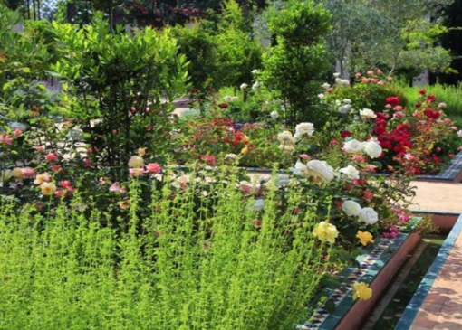 ۵ گیاهی که باغبان‌های حرفه‌ای در بهمن‌ماه زودتر از همه می‌خرند